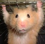 ������ ��� GnooT